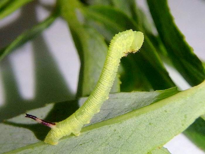 Second instar larva of Anambulyx elwesi. Photo: © Tom Melichar.