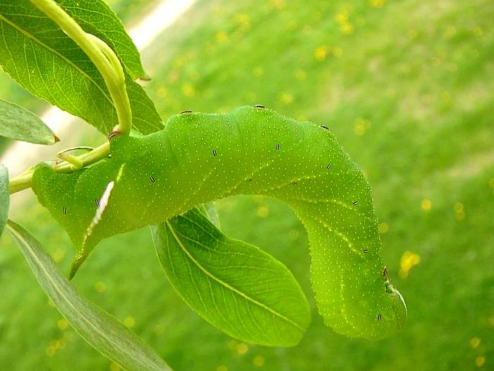 Final instar larva of Anambulyx elwesi. Photo: © Tom Melichar.