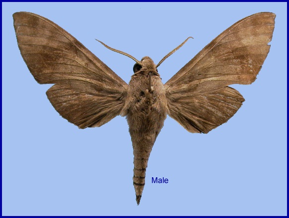 Male Acosmeryx formosana formosana. Photo: © NHMUK.