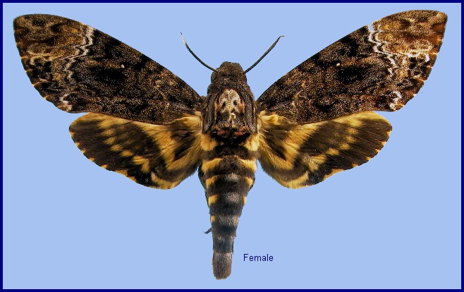 Female Acherontia lachesis lachesis. Photo: © BMNH.