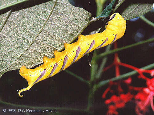 Final instar yellow form larva of Acherontia lachesis, Hong Kong. Photo: © Roger Kendrick