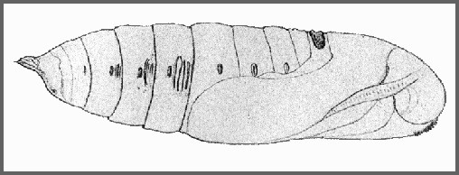 Pupa of Acherontia lachesis (lateral view). Image: Mell, 1922b