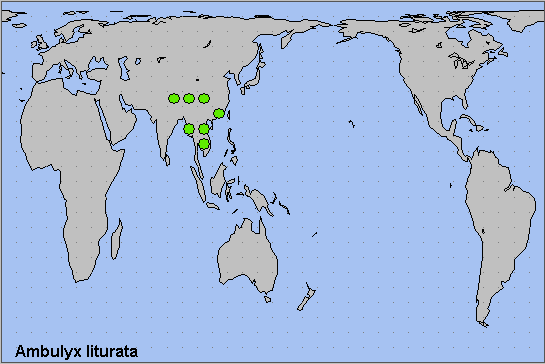 Global distribution of Ambulyx liturata. Map: © NHMUK.