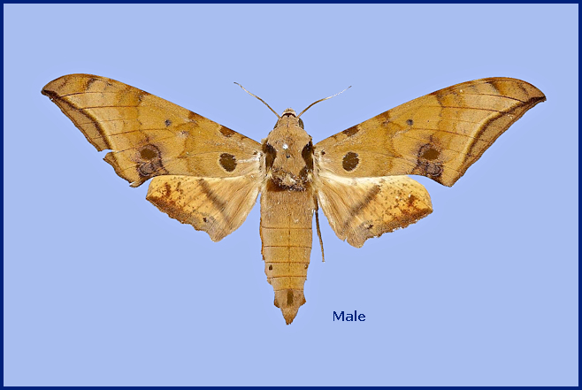 Male Ambulyx maculifera (upperside). Photo: © The Trustees of the Natural History Museum, London (NHMUK).
