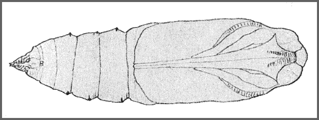 Pupa of Acherontia styx medusa (ventral view). Image: Mell, 1922b