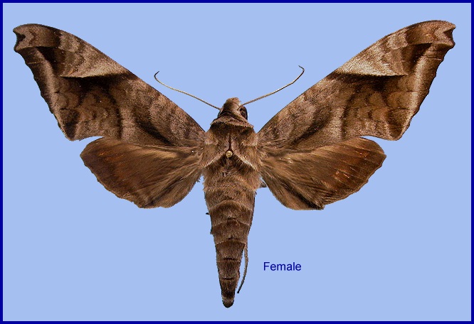 Female Acosmeryx naga metanaga. Photo: © NHMUK.