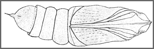 Pupa of Acosmeryx naga metanaga. Image: Mell, 1922b