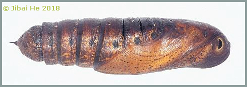 Pupa of Acosmeryx naga metanaga, Wuhan, Hubei, China. Photo: © He JiBai, 2018.