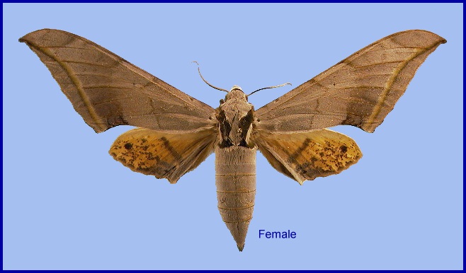 Female Ambulyx placida. Photo: © NHMUK.
