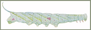 Final instar larva of Ambulyx schauffelbergeri. Image: Mell, 1922b