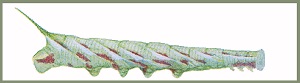 Final instar larva of Ambulyx schauffelbergeri. Image: Mell, 1922b