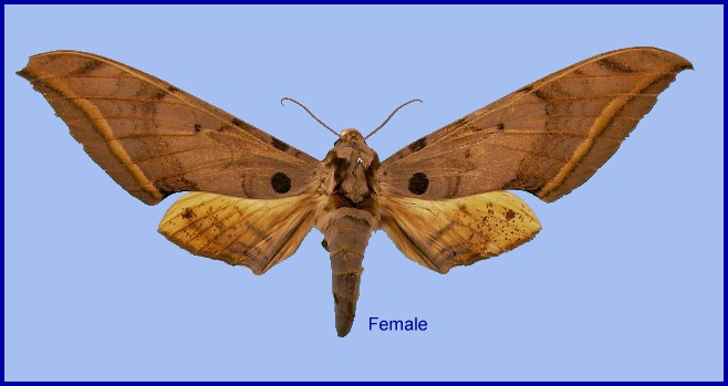 Female Ambulyx semiplacida semiplacida. Photo: © NHMUK