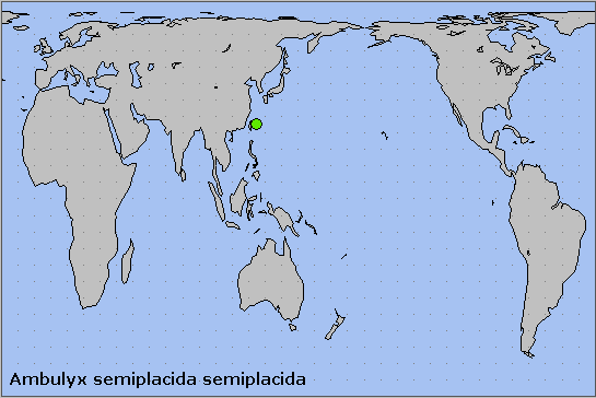 Global distribution of Ambulyx semiplacida semiplacida. Map: © NHMUK.