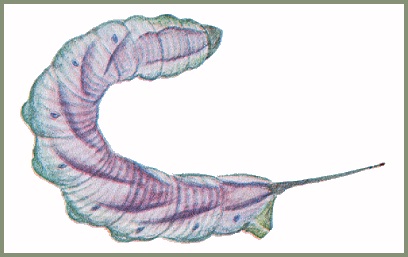 Final instar pre-pupation form larva of Ambulyx sericeipennis. Image: Mell, 1922b