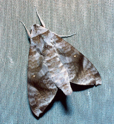 Adult Acosmeryx pseudonaga, Thailand. Photo: © Ian Kitching