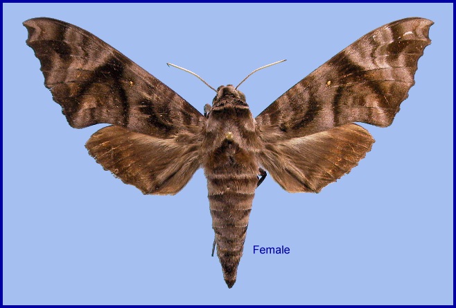 Female Acosmeryx sericeus. Photo: © NHMUK