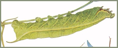 Final instar green form larva of Acosmeryx sericeus. Image: Mell, 1922b