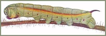 Final instar pre-pupation form larva of Acosmeryx sericeus. Image: Mell, 1922b
