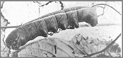 Final instar larva of Acosmeryx sericeus. Photo: Mell, 1922b