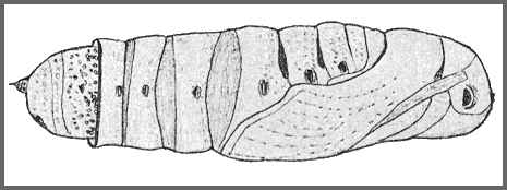 Pupa of Acosmeryx sericeus. Image: Mell, 1922b