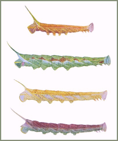 Final instar larval colour forms of Ambulyx substrigilis substrigilis. Image: Mell, 1922b