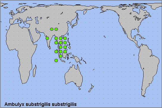 Global distribution of Ambulyx substrigilis substrigilis. Map: © NHMUK.