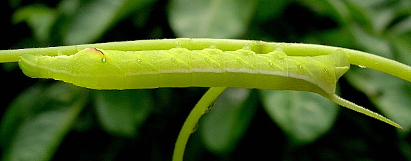 Fourth instar larva of Acosmeryx anceus subdentata, Yexianggu, Xishuangbanna, Yunnan, China, 27.viii.2005. Photo: © Tony Pittaway.