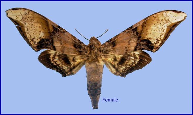 Female Amplypterus mansoni takamukui. Photo: © NHMUK