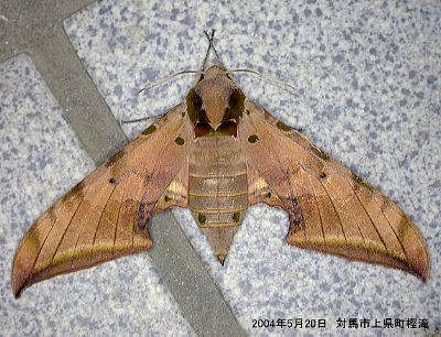 Disturbed adult of Ambulyx tobii, Japan. Photo: © Yoshiaki Sakai.