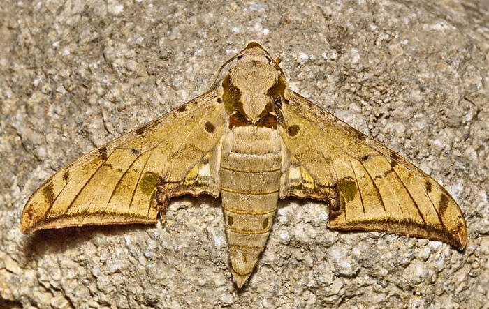 Adult of Ambulyx tobii, Andreevka, Khasan District, Primorskiy Krai, Russian Far East, 2.07.2014. Photo: © Evgenij Komarov.