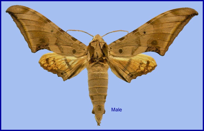 Male Ambulyx tobii. Photo: © NHMUK