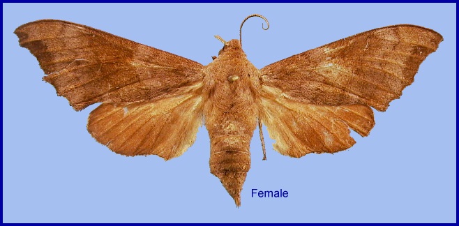 Female Cypoides chinensis. Photo: © NHMUK