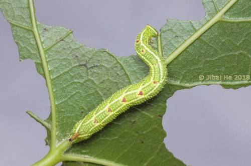 Final instar larva of Cypoides chinensis, Wuhan, Hubei, China. Photo: © He JiBai, 2018.