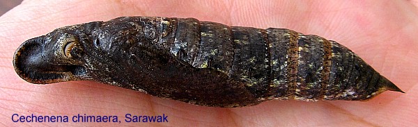 Pupa of Cechenena chimaera, Bintulu Div., Sarawak, Malaysia. Photo: © Leong Tzi Ming