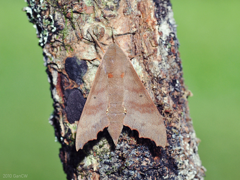 Female Cypa decolor decolor, Frasers Hill, Malaysia, iii.2010. Photo: © CW Gan.