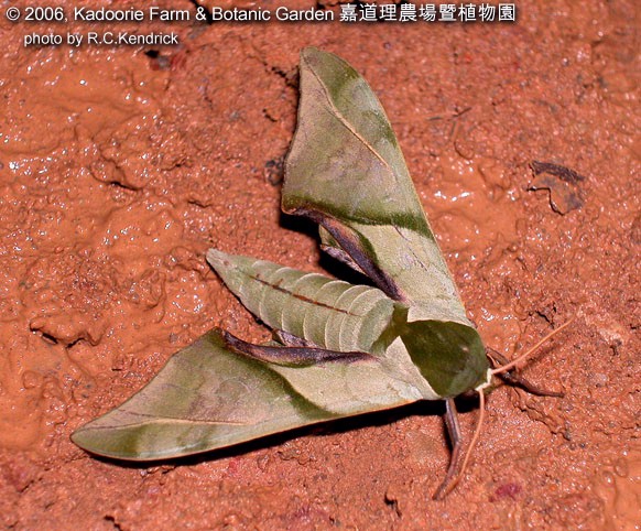 Adult Callambulyx diehli, Hainan, China. Photo: © Roger Kendrick