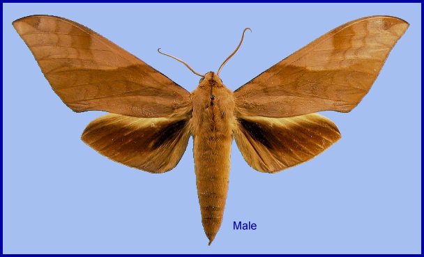 Male Clanis bilineata formosana. Photo: © NHMUK