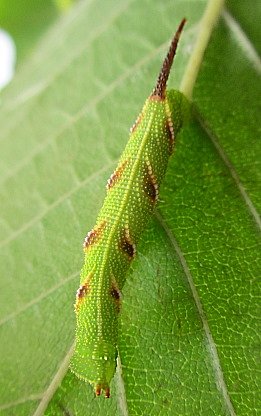 Penultimate (fifth) instar larva of Callambulyx tatarinovii gabyae, Japan. Photo: © Pascal Régnier.