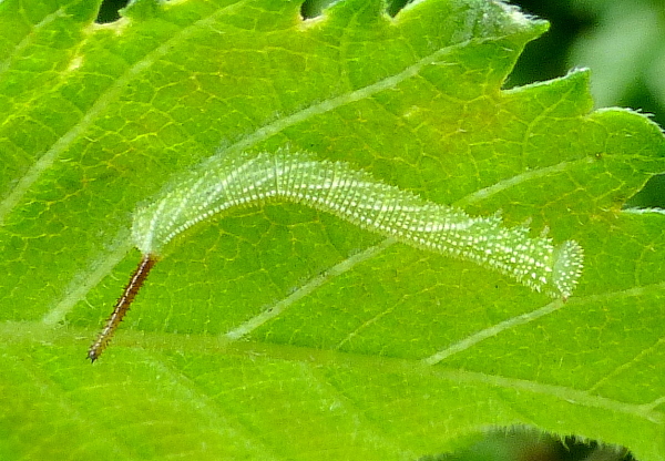 Late second instar larva of Callambulyx tatarinovii gabyae, Japan. Photo: © Tony Pittaway.