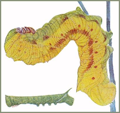 Full-grown yellow form larva (and green immature) of Clanis undulosa gigantea. Image: Mell, 1922b