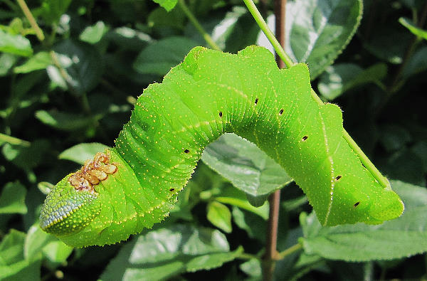 Full-grown green form larva of Clanis undulosa gigantea, China. Photo: © Alan Marson.