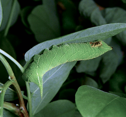Fourth instar larva of Clanis undulosa gigantea, China. Photo: © Serge Yevdoshenko.