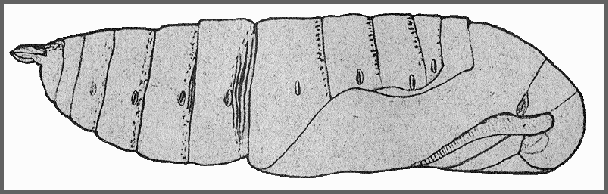 Pupa of Clanis undulosa gigantea. Image: Mell, 1922b