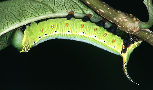 Part-grown final instar green form larva of Cephonodes hylas hylas, Taiwan. Photo: © Felix Lin.