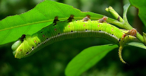 Full-grown green form larva of Cephonodes hylas hylas, Hangzhou, Zhejiang, China, 15.vii.2007. Photo: © Tony Pittaway