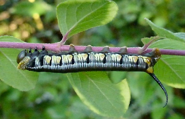 Fourth instar dark form larva of Cephonodes hylas hylas, Phuket, Thailand. Photo: © Tony Pittaway.