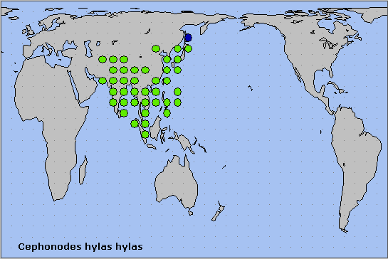 Global distribution of Cephonodes hylas hylas. Map: © NHMUK.
