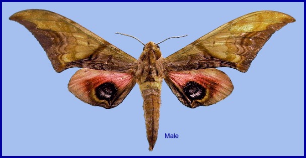 Male Callambulyx junonia. Photo: © NHMUK