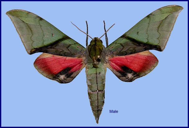 Male Callambulyx kitchingi, Wuyi Shan, Fujian, China. Photo: © Viktor Sinjaev