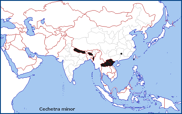 Global distribution of Cechetra minor. Map: © NHMUK.